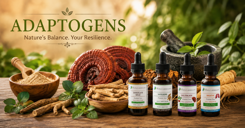 The Beginner's Guide to Adaptogens: What They Are & How They Work