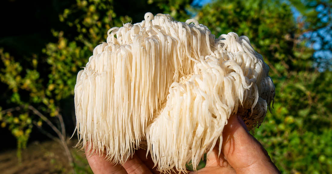 Lion's Mane Mushroom Benefits: Boost Brain, Memory & Focus