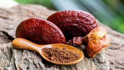 Reishi Single Tonic