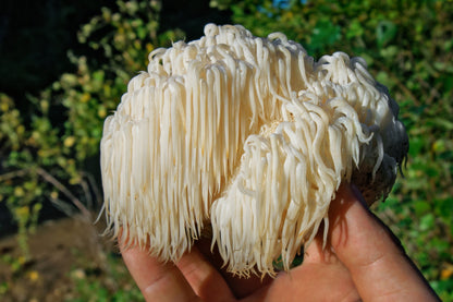 Lion's Mane Single Tonic